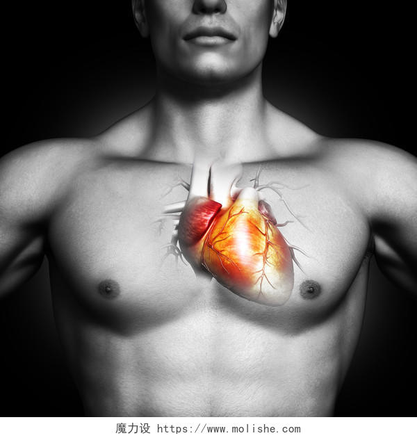 人类的心脏解剖插图图片